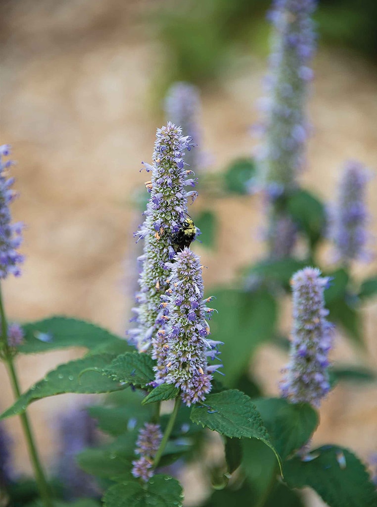 bumble bee on tall purple flower