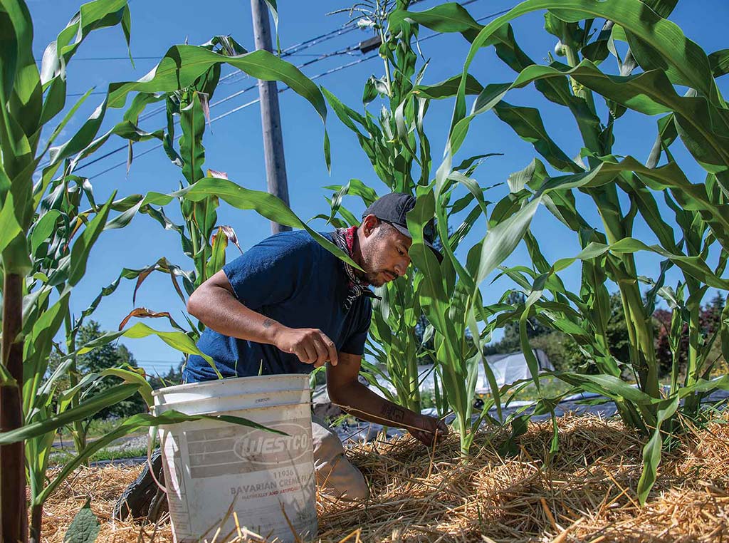man tending to corn plants