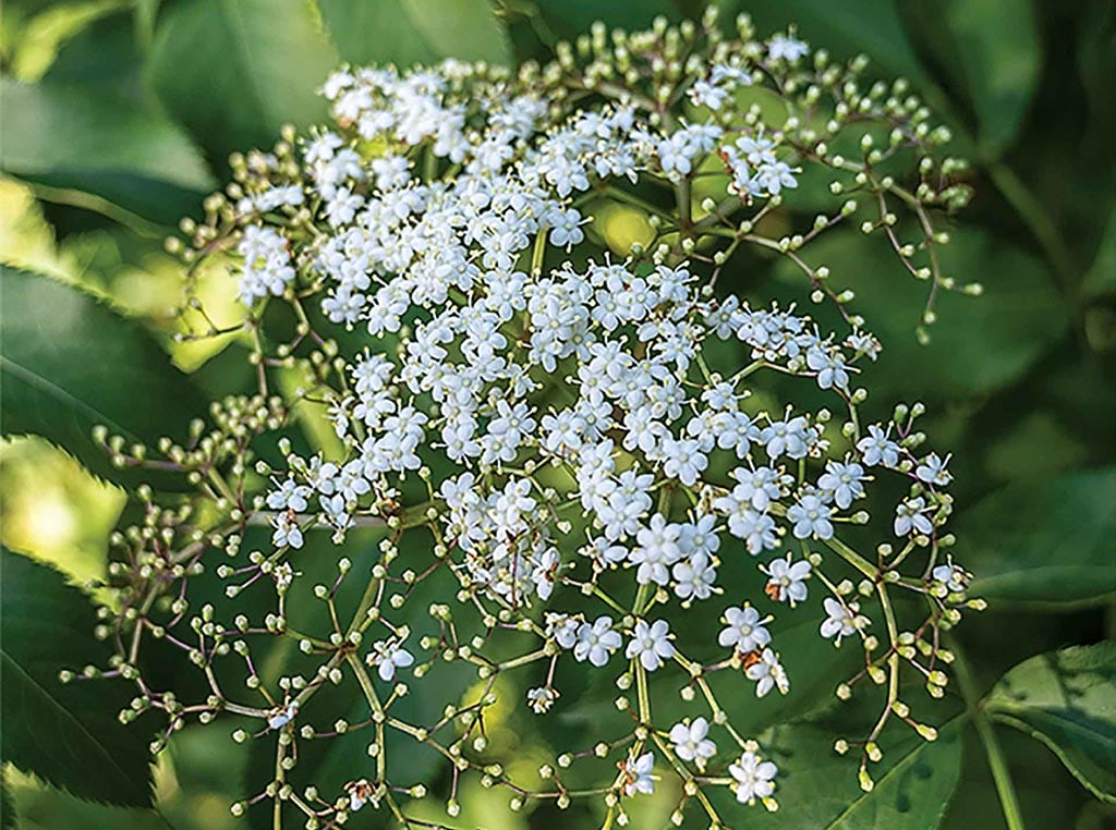 white blossoms