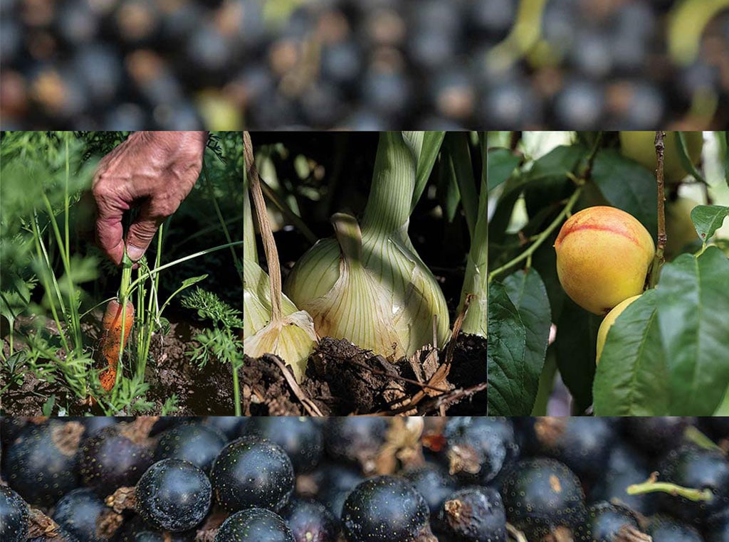 closeup of blueberries with overlayed closeups of hand pulling carrot out of ground, onion in the ground, and peach on tree branch