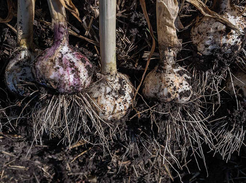 closeup of garlic plants with roots attached