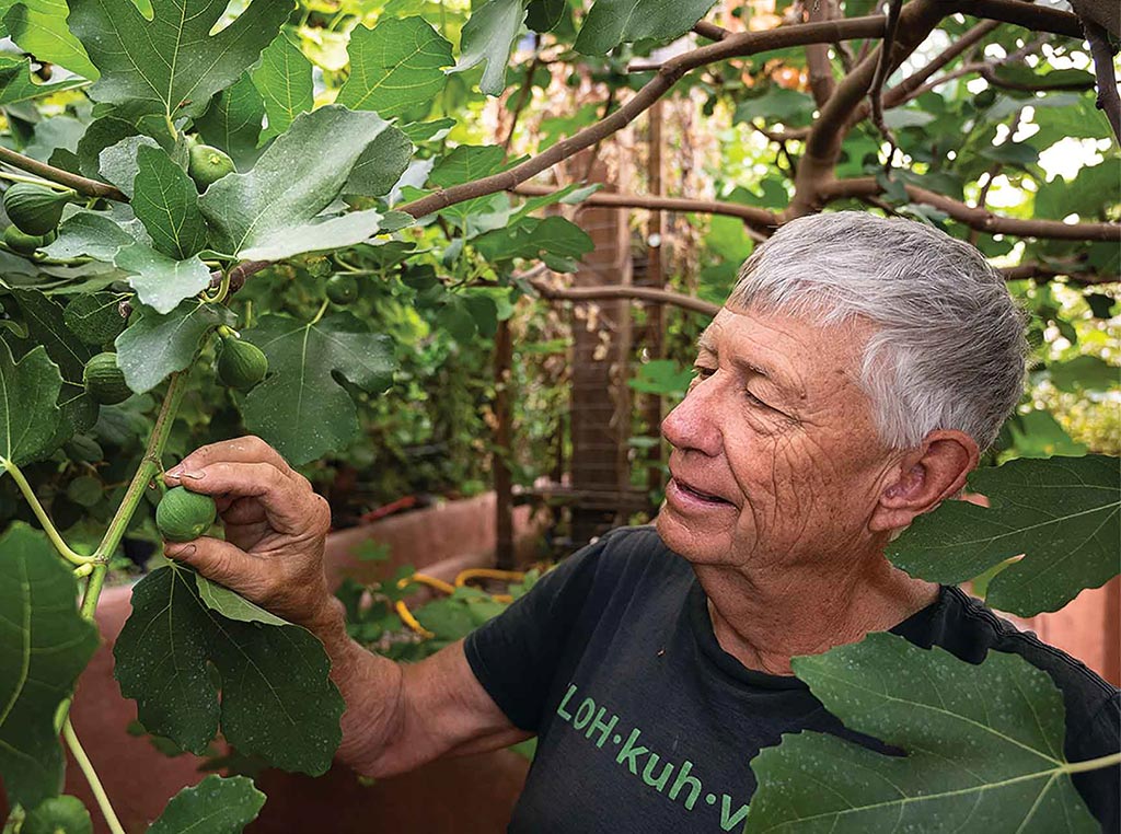 man with grey hair holding fig on tree branch