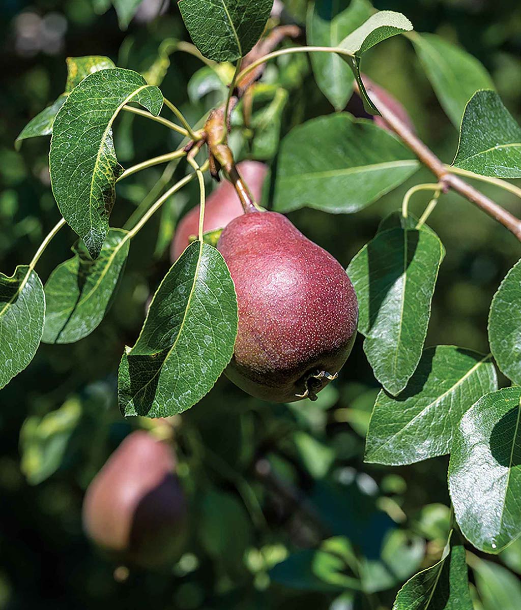 closeup of red pear on tree branch