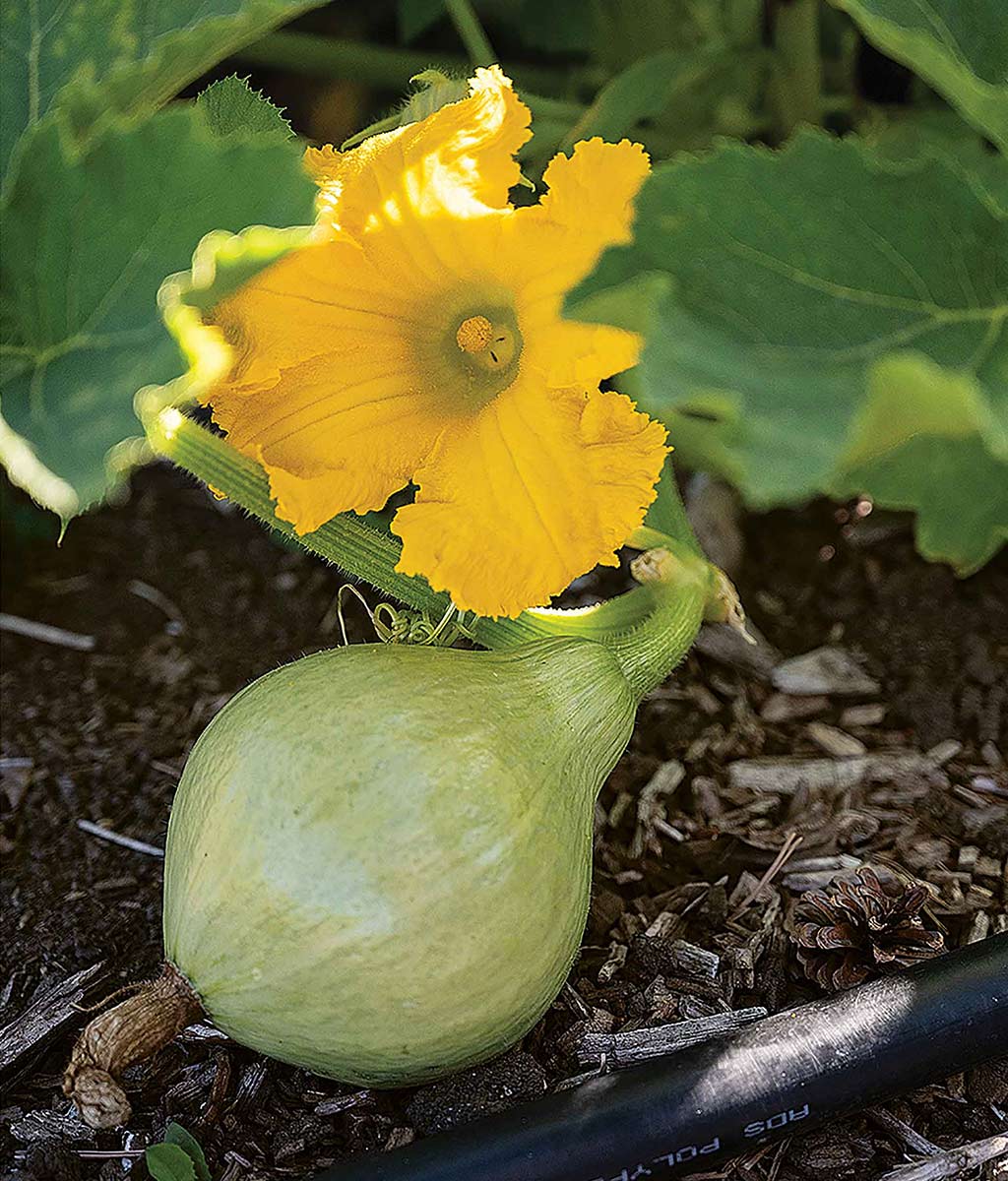 squash and squash blossom on vine