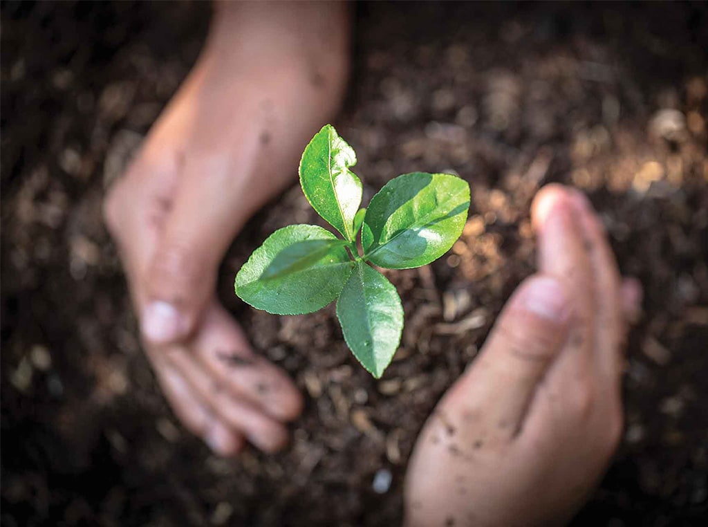 hands cradling seedling in mound of dirt