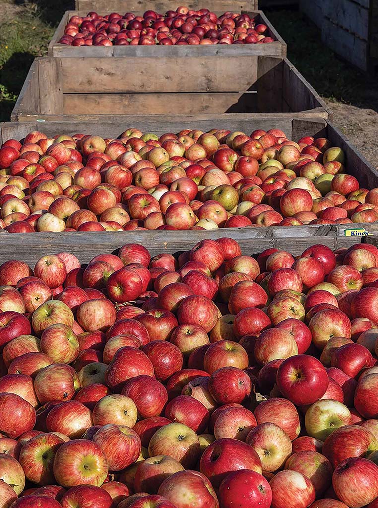 crates of apples