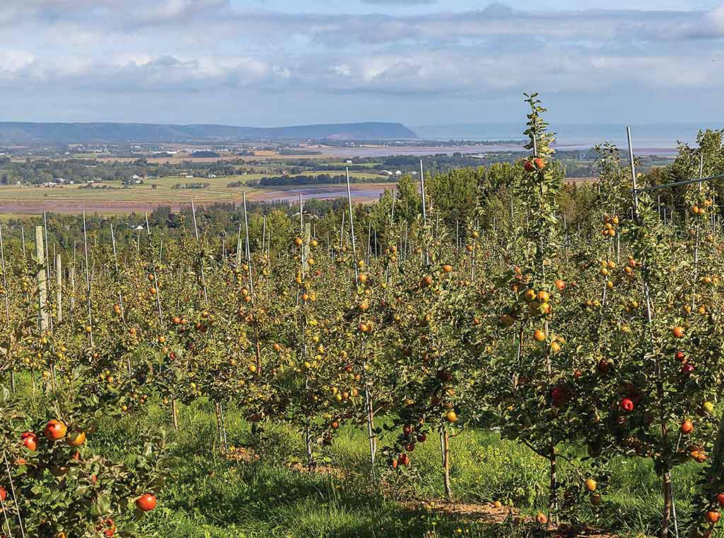 apple trees with valley and hills in the distance