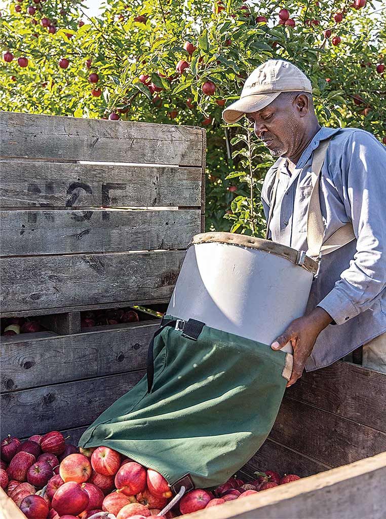 man dumping apples from collection bag into crate