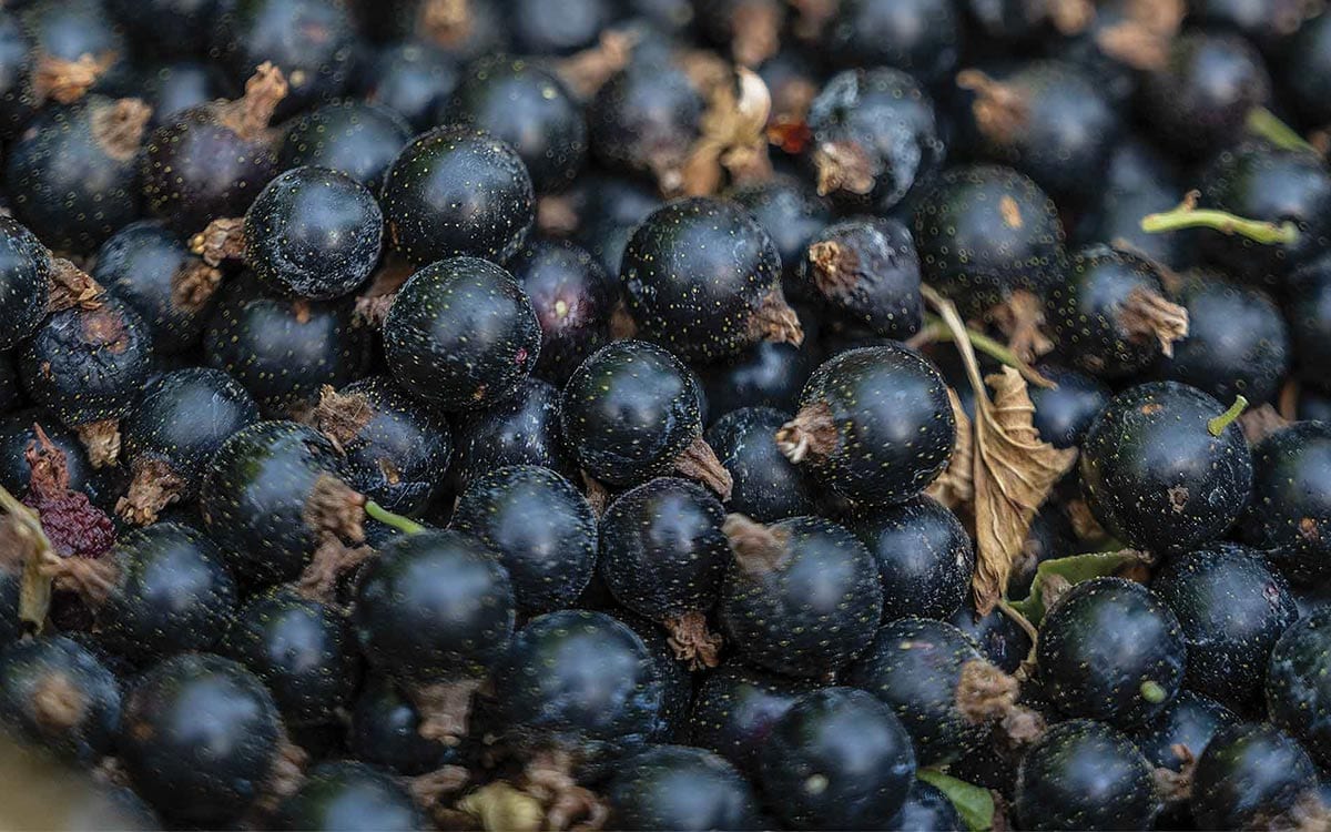 closeup of blueberries