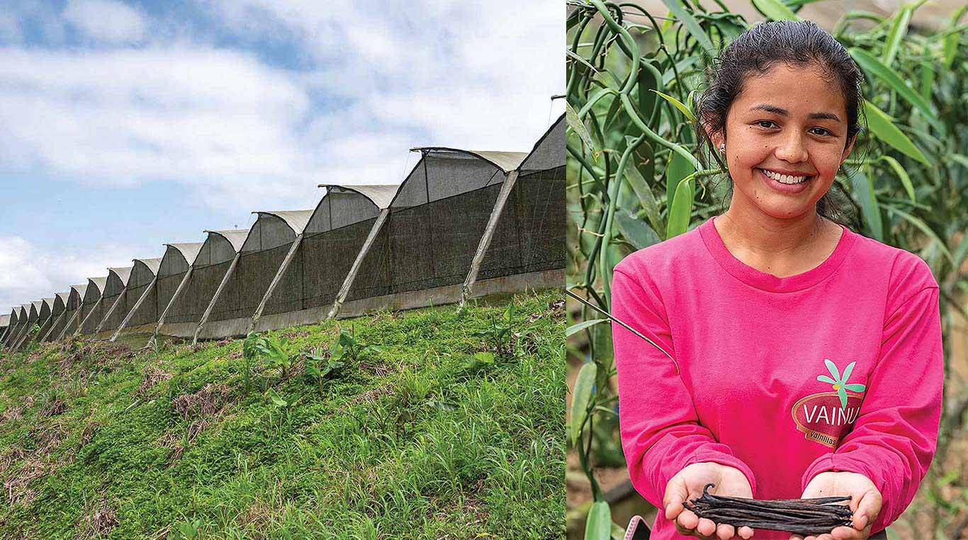Row of many fabric greenhouses and girl displaying vanilla beans with both hands