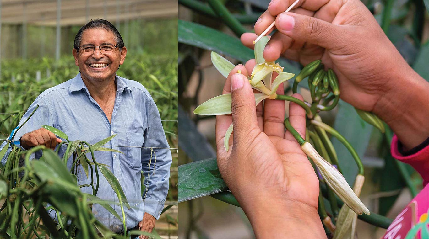 man with glasses smiling and closeup of manual pollination