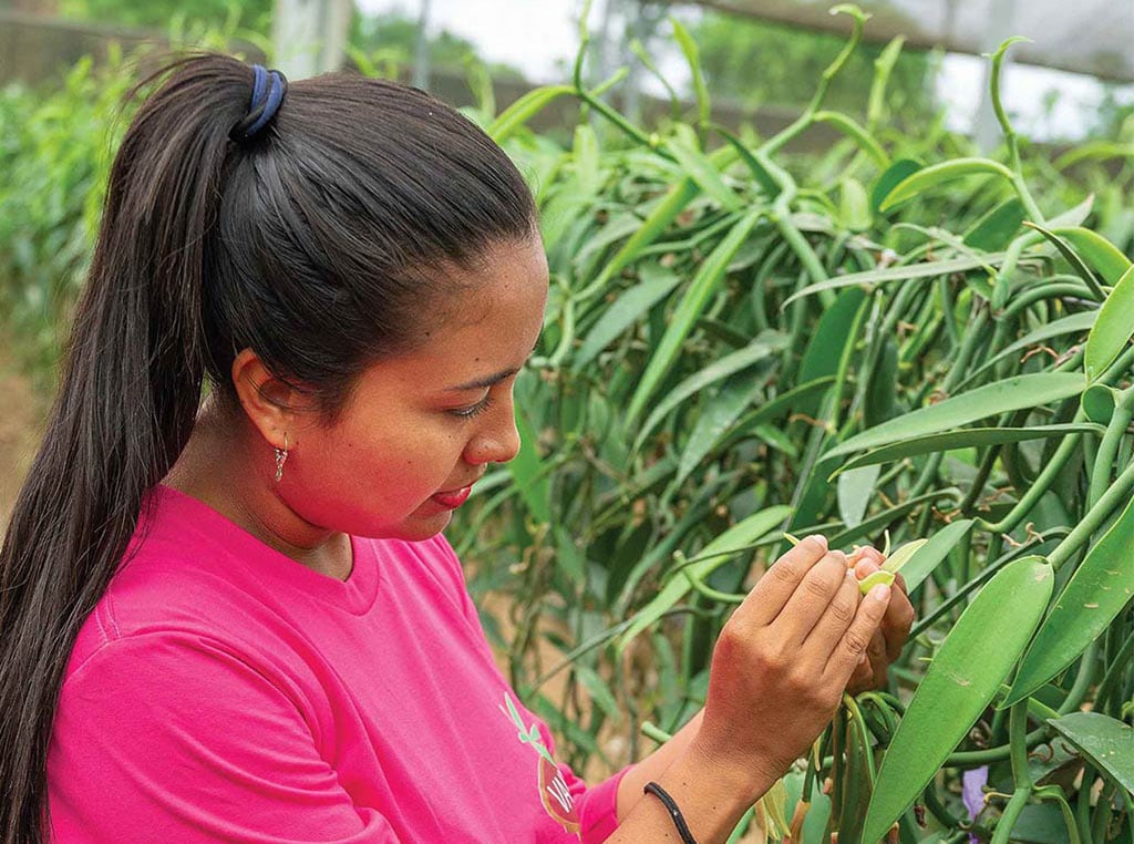 woman manually pollinating orchid plant