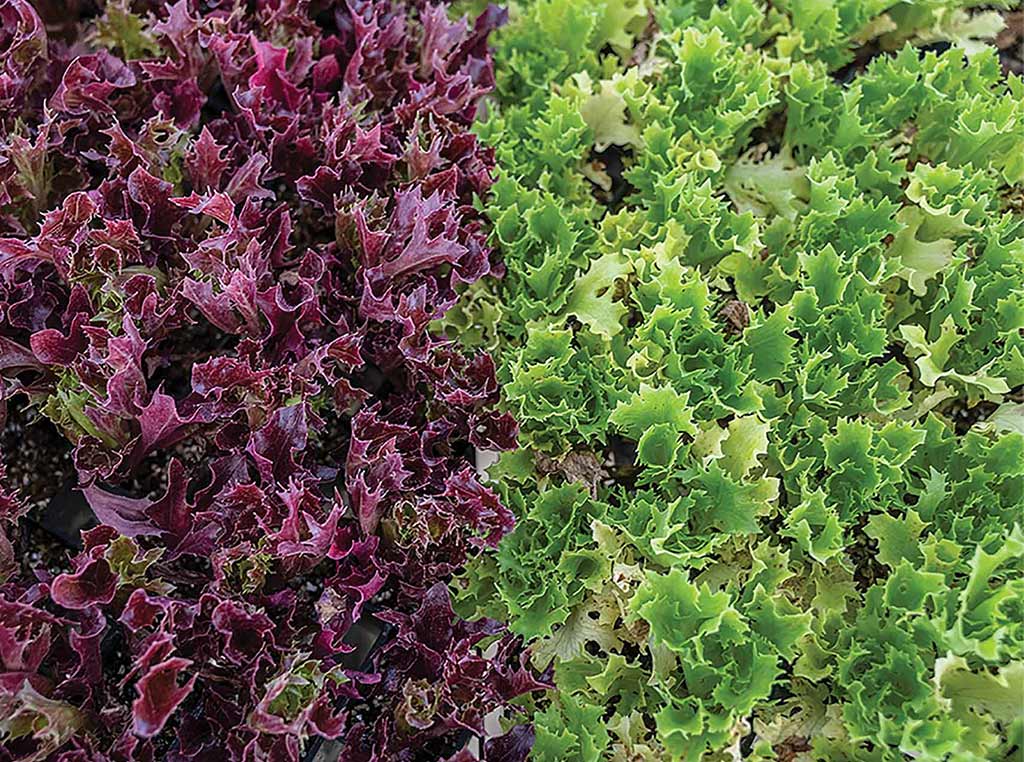 red and green leaf lettuce