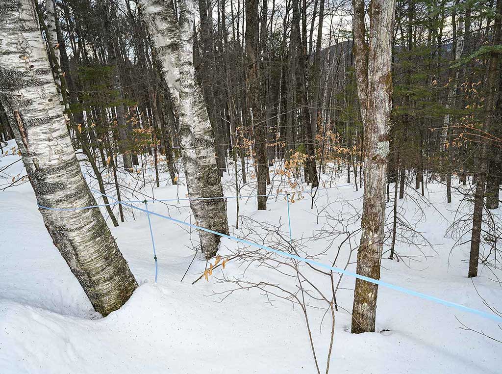 snowy birch forest