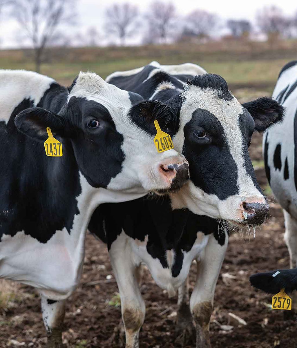 dairy cows