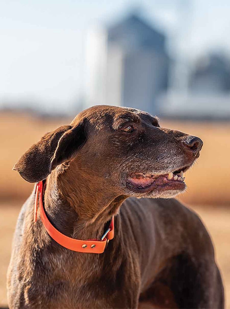 closeup of brown dog with orange collar
