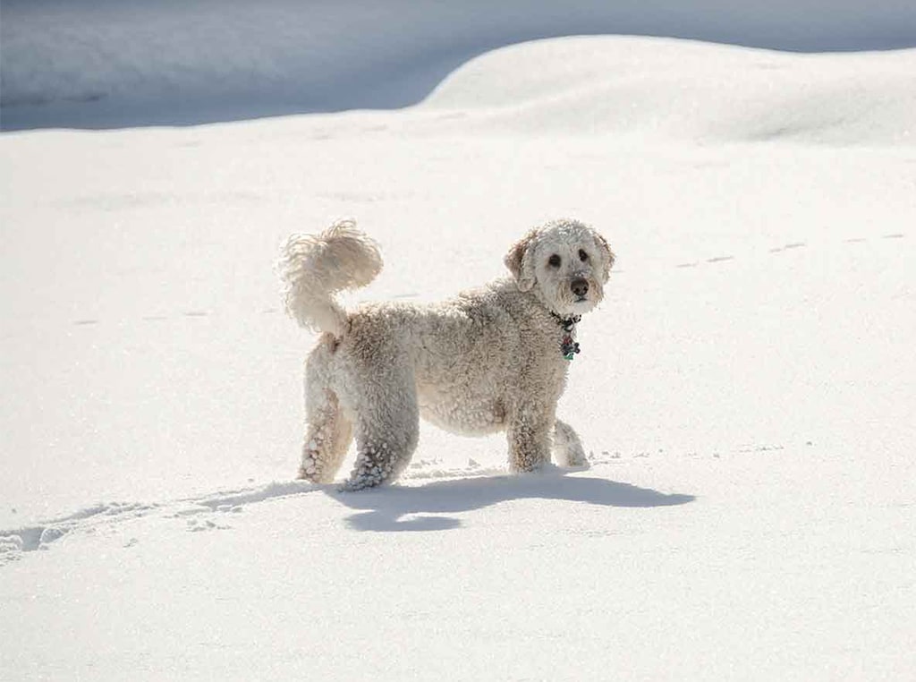 white dog stand in snow
