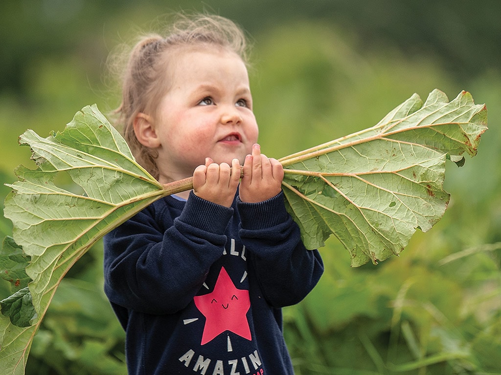 little girl with two large rhubarb leaves