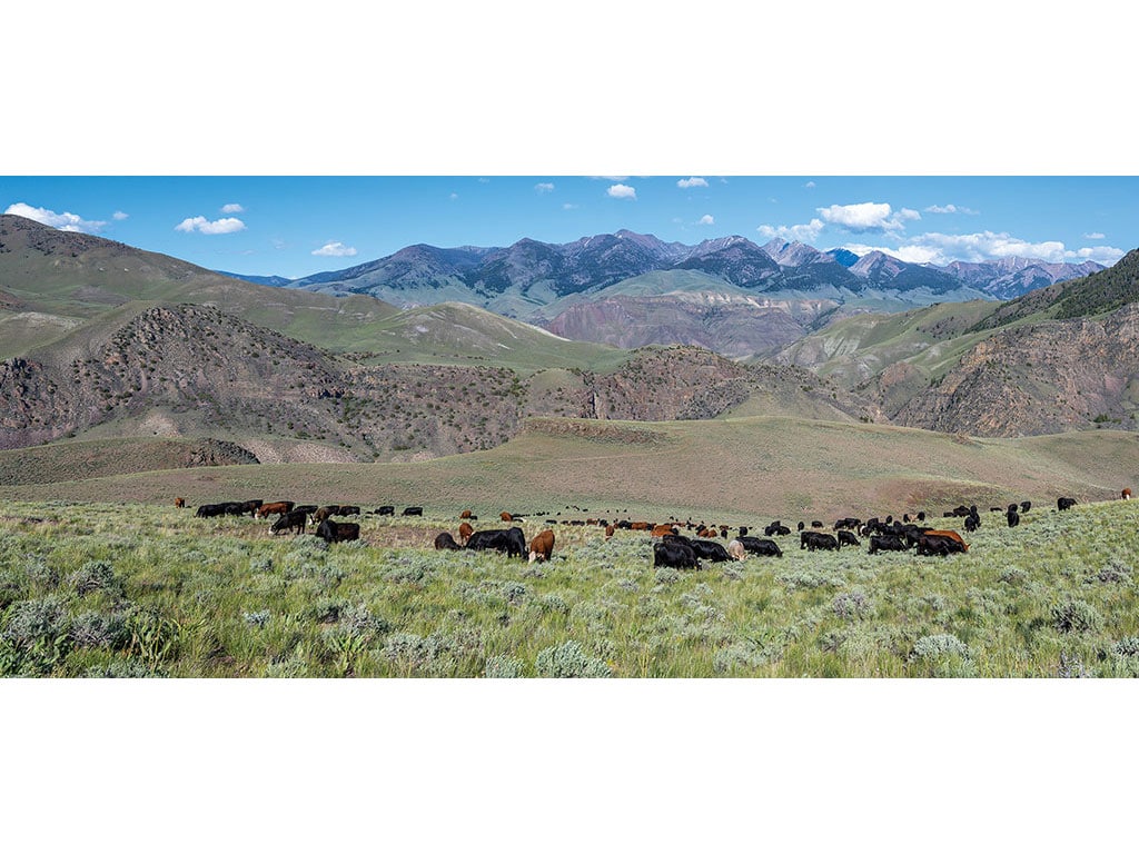 black and red cattle on hillside with mountains in the distance