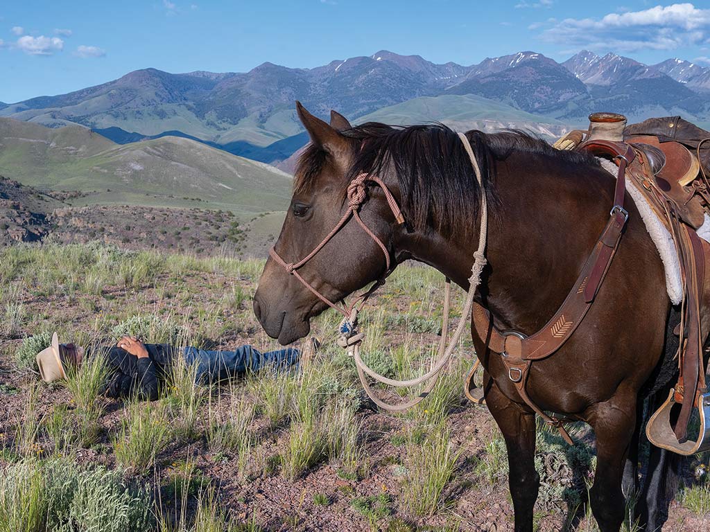 brown horse with saddle and bridle with mountains in the background