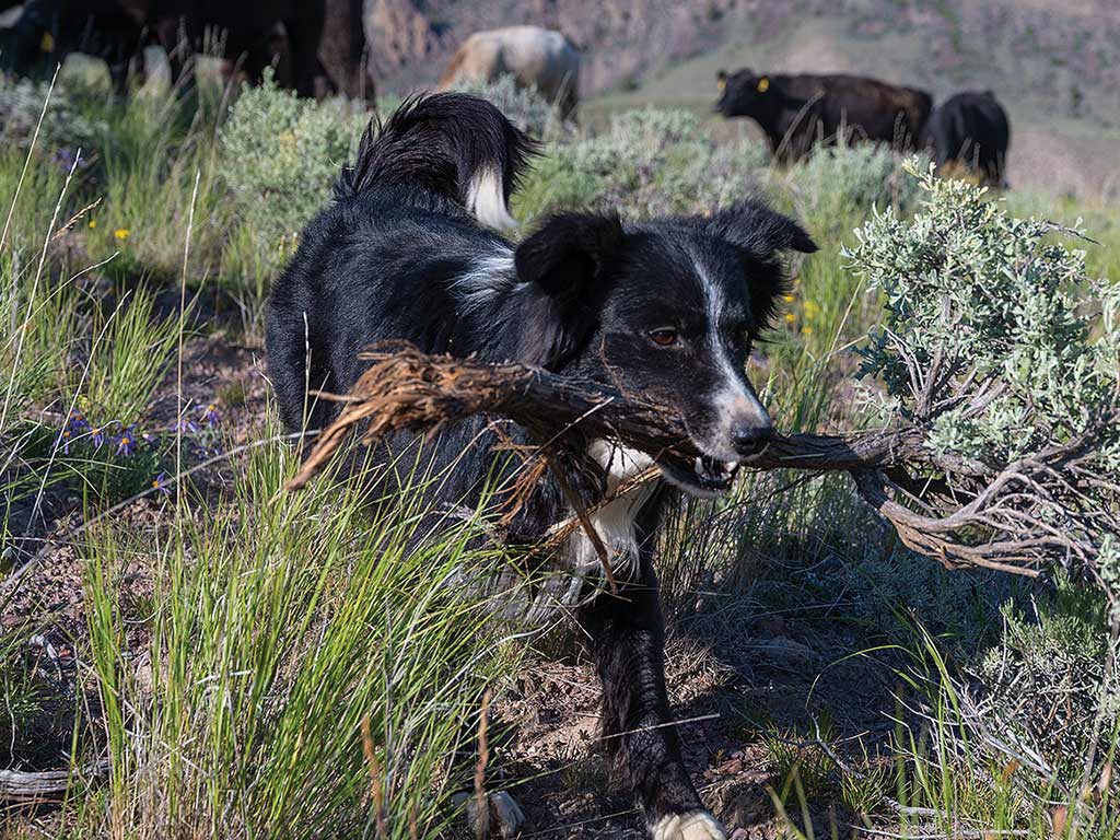 black and white sheepdog carrying tree branch in its mouth