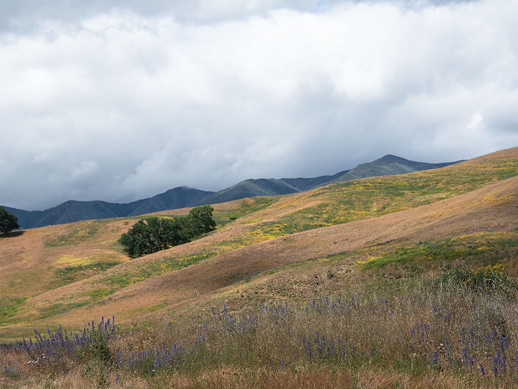 Dry landscape with hills and trees