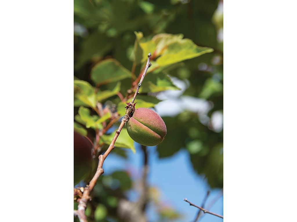 a plum on a tree branch