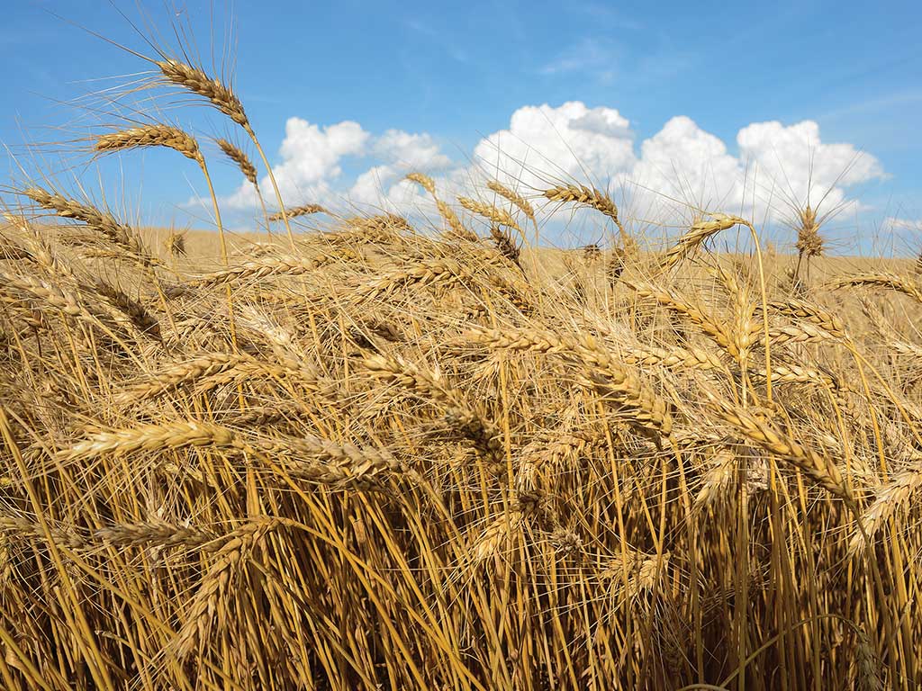 Field of wheat with blue sky and clouds