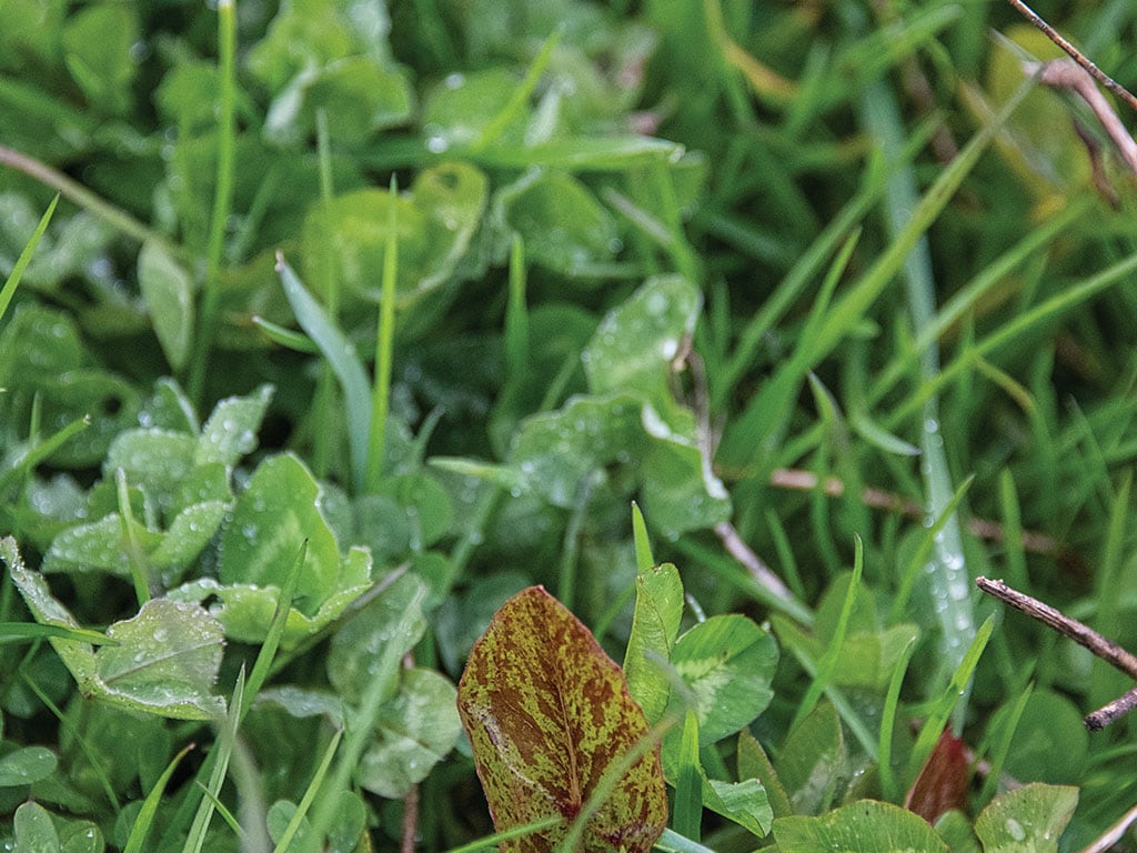 Closeup of grass