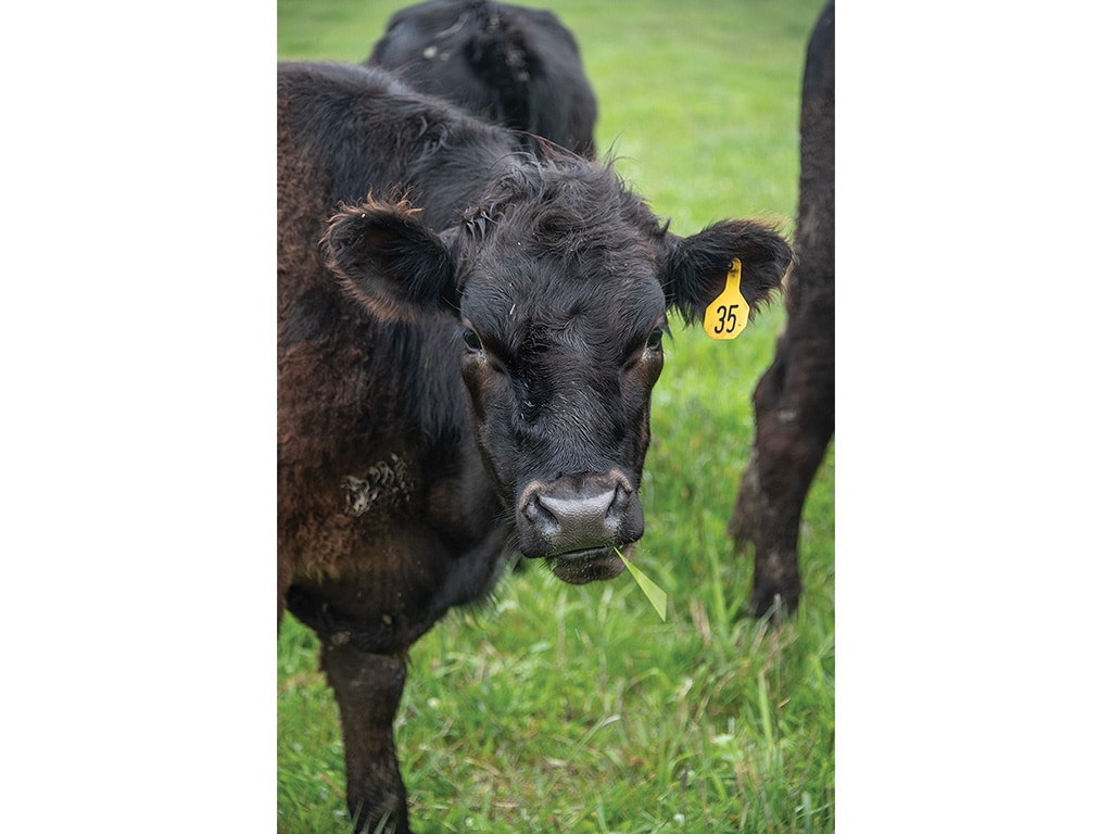 closeup of black cow