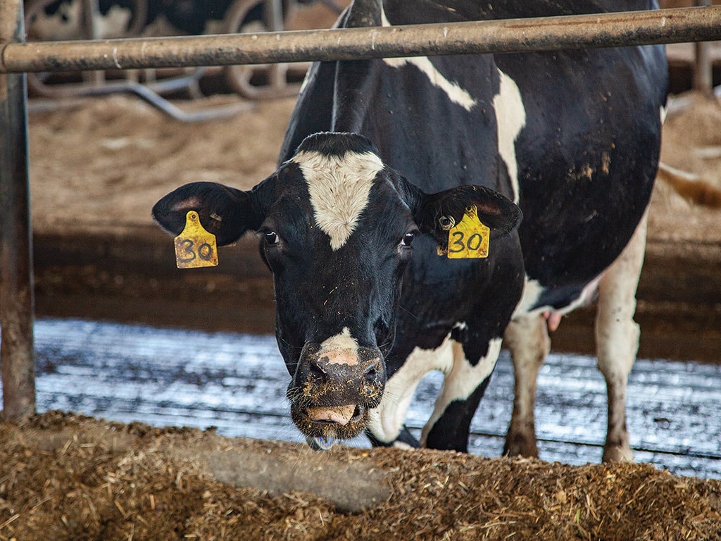 A cow with yellow tags on its ears