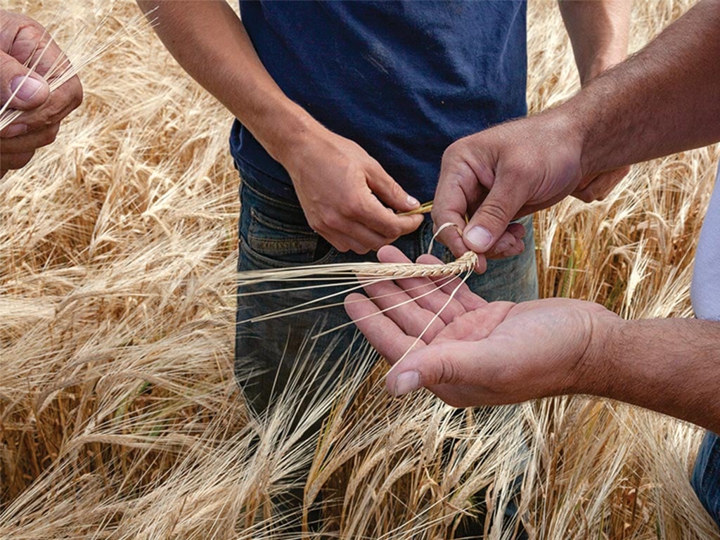 A close-up of hands holding a string of wheat