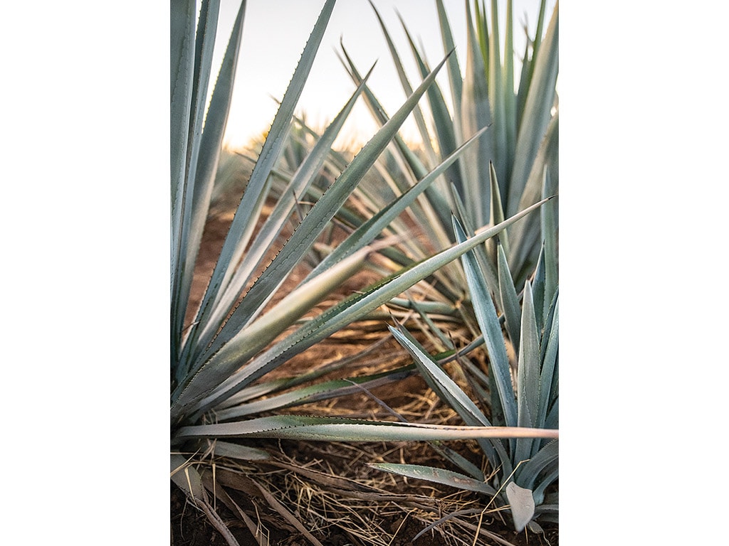 agave plant