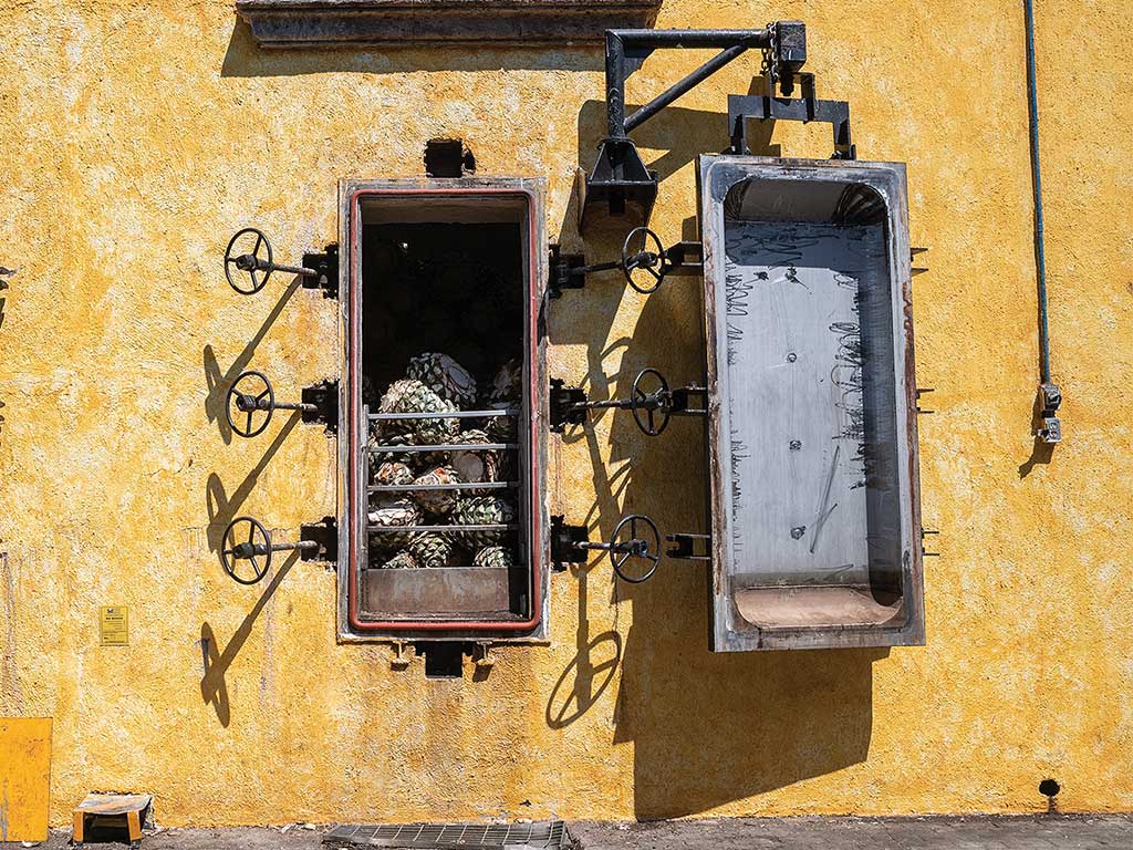 an open steam oven full of agave hearts with the leaves removed