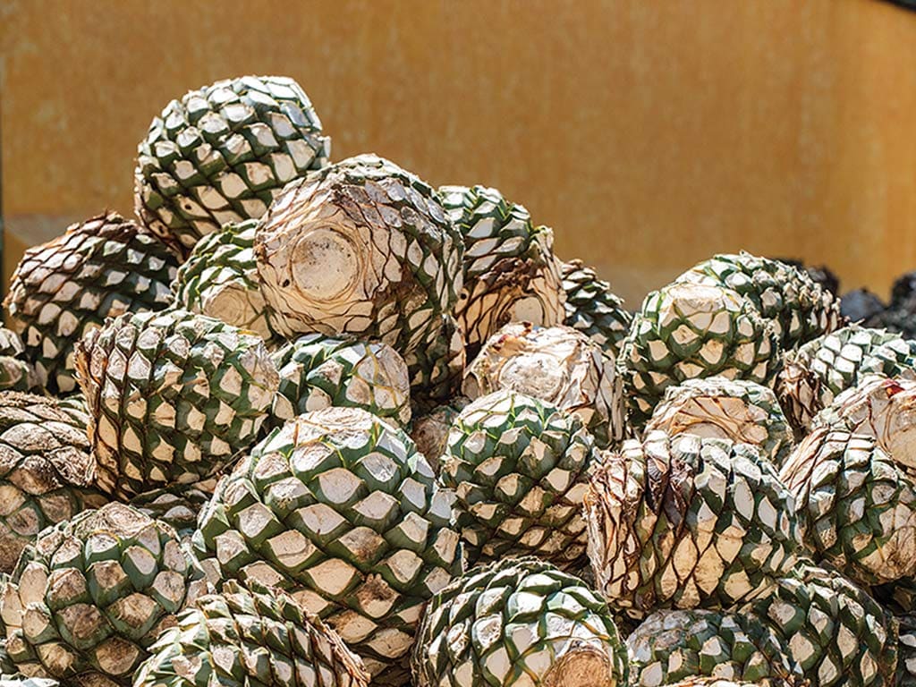 a pile of agave hearts with the leaves removed