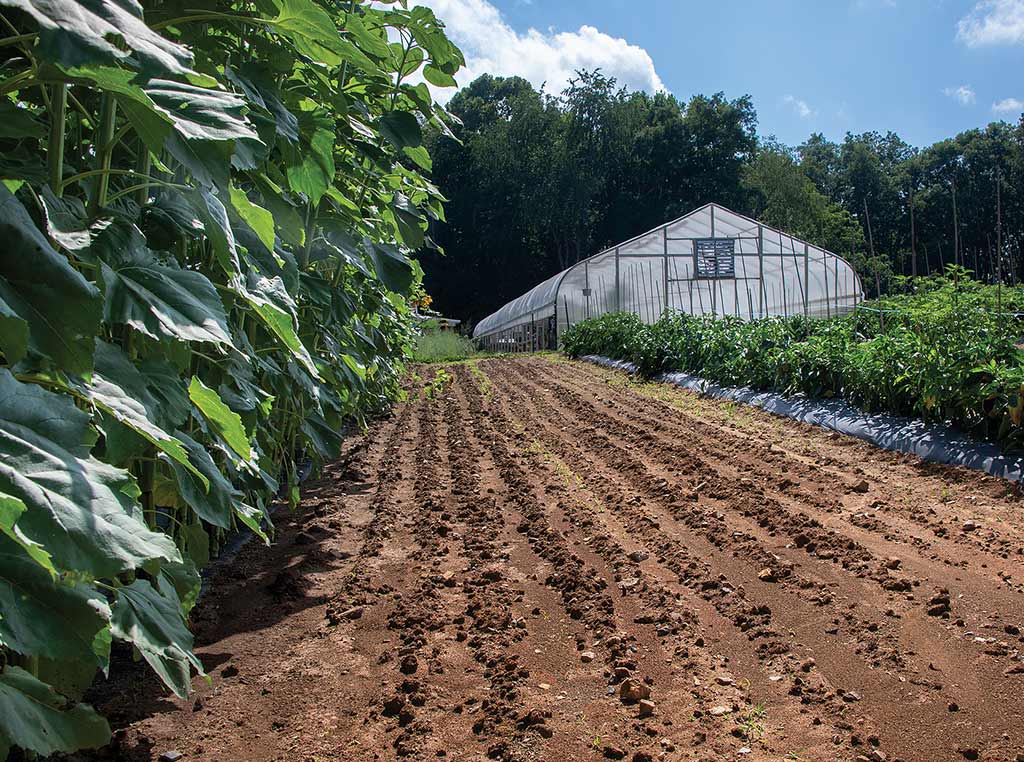 dirt rows with greenhouse in background