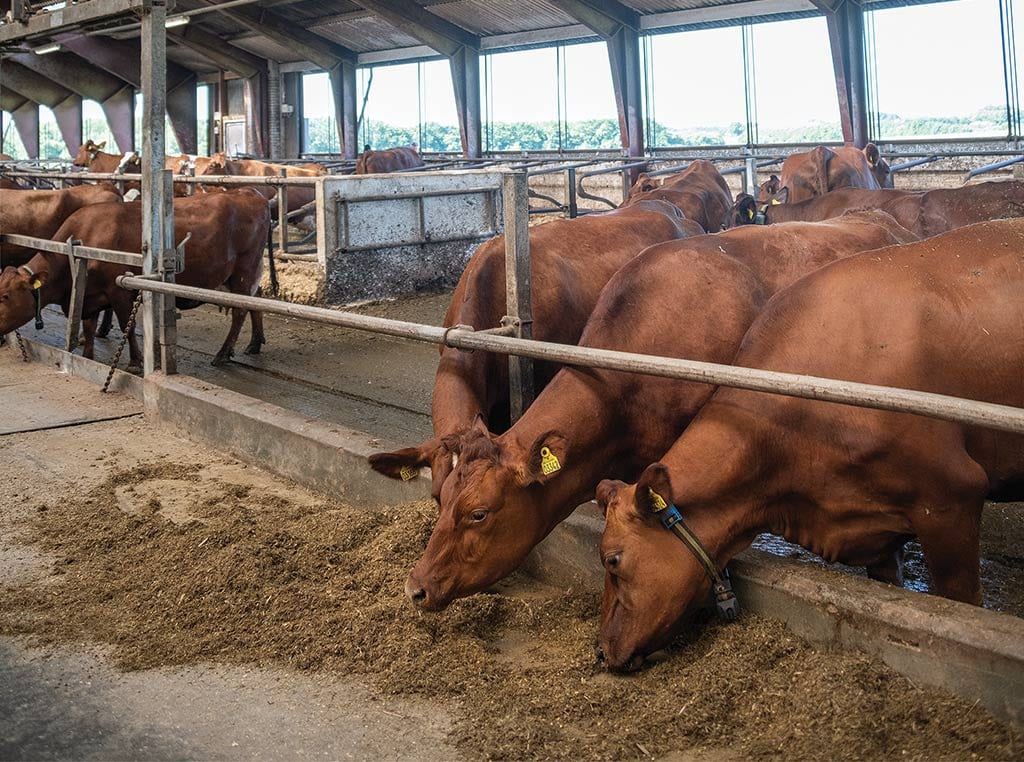 reddish brown cattle feeding in pen