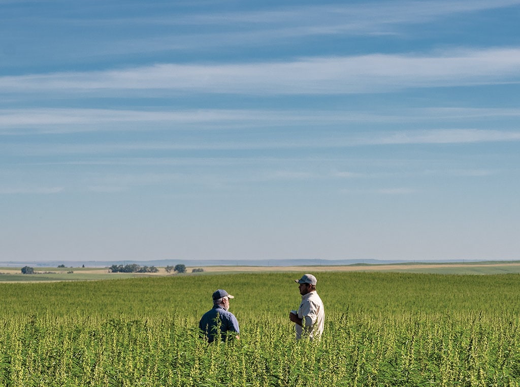 two farmers in sprawling hemp field with mountains in far distance