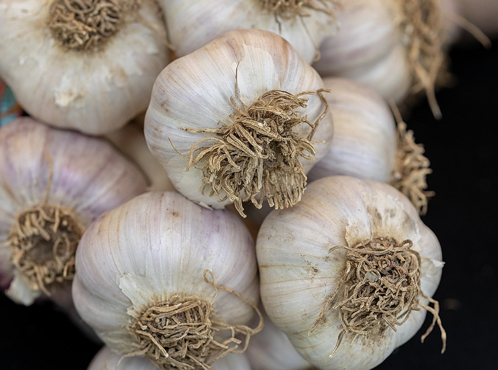 closeup of head of garlic