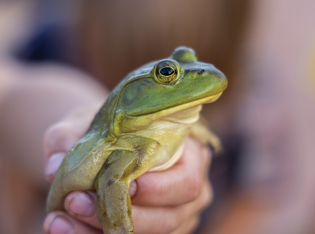 closeup of frog held in hand
