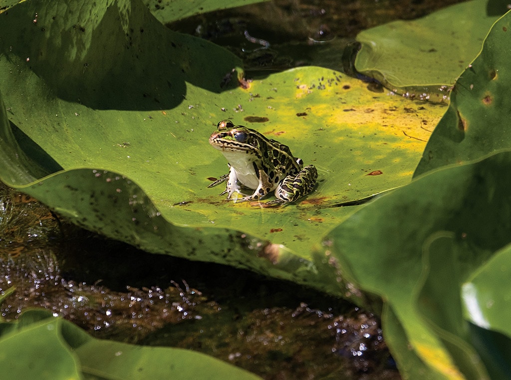 Frog Gardens