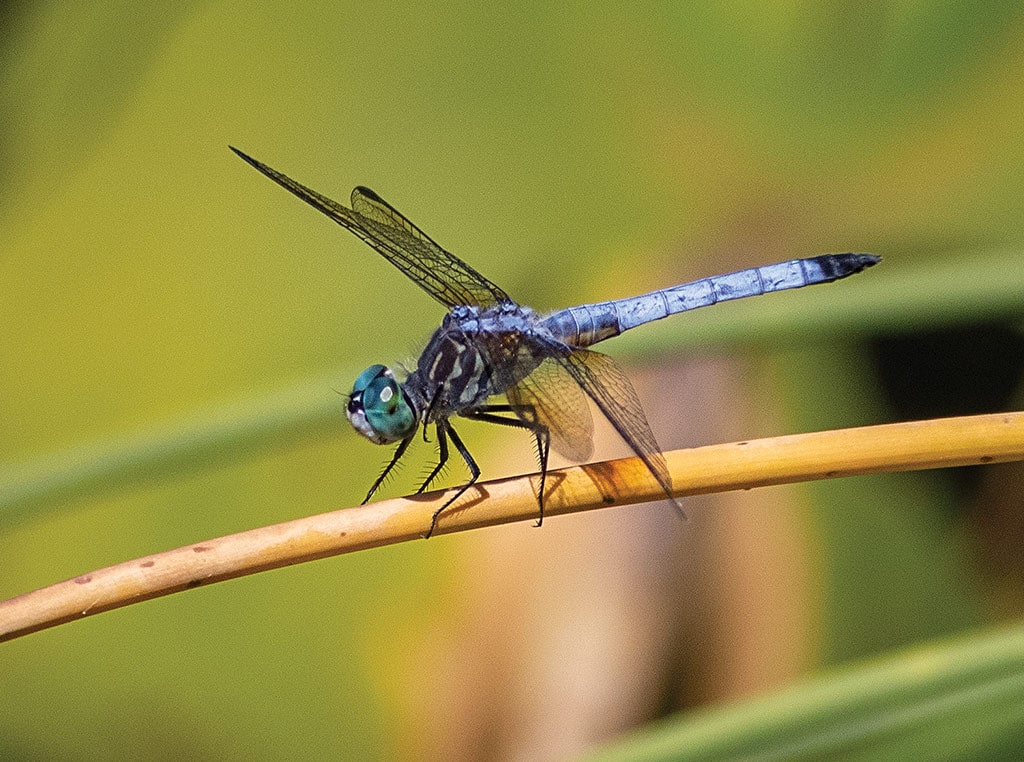 closeup of dragonfly