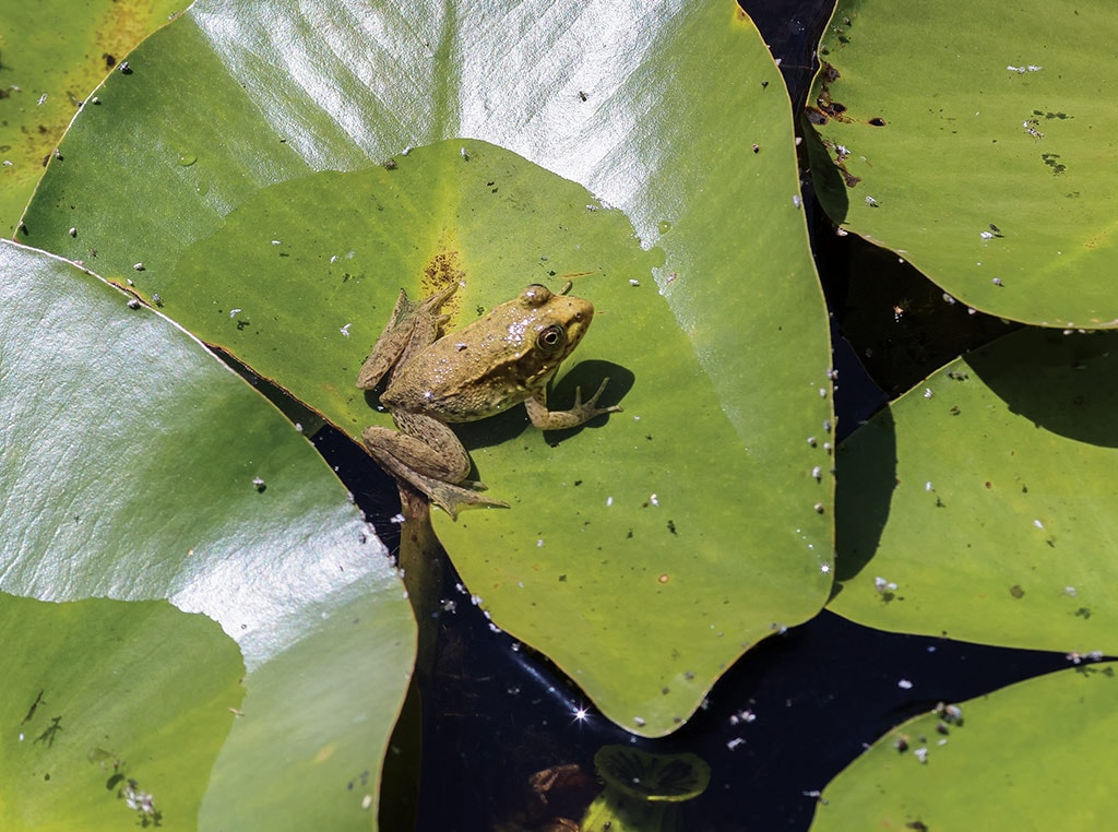 green frog on lilypad