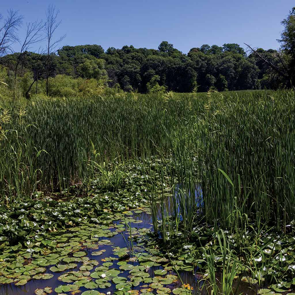 aquatic plants