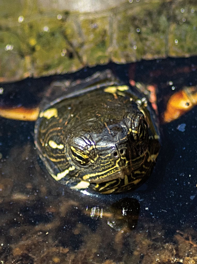 closeup of turtle head