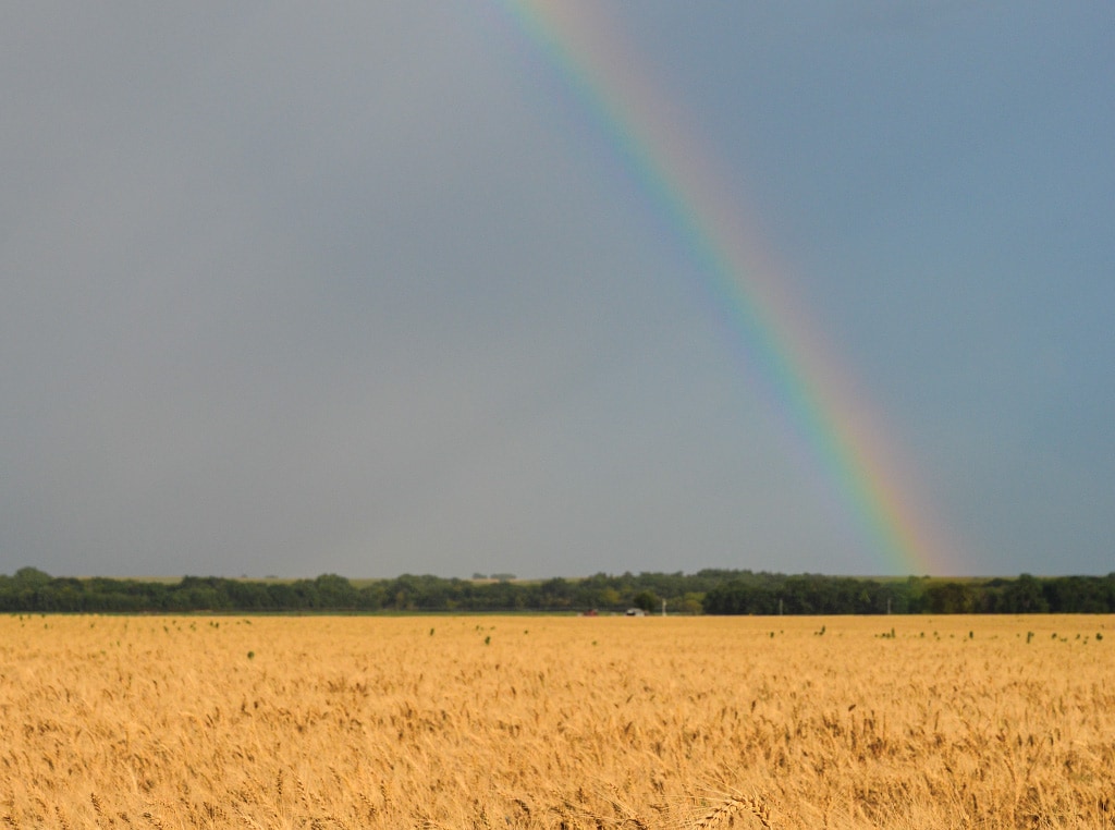 rainbow arching down onto golden field of wheat with tree line in the distance
