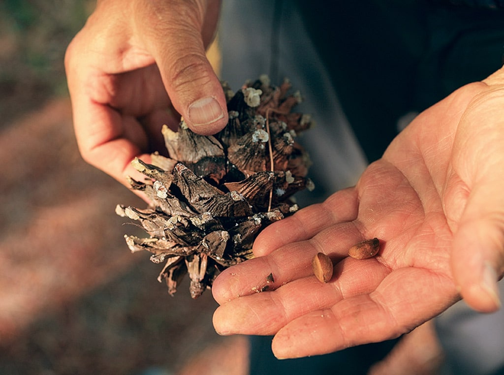 two hands holding pinecone and seeds