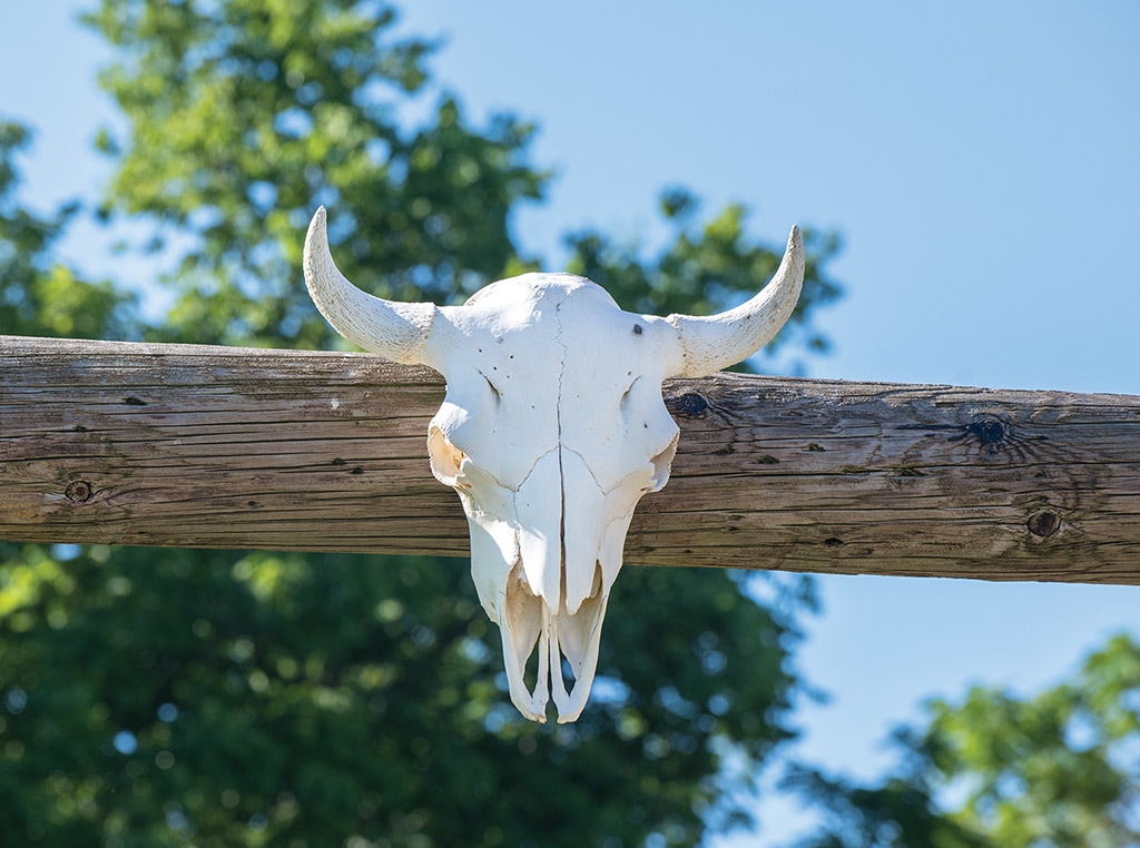 bison skull attached to wood post