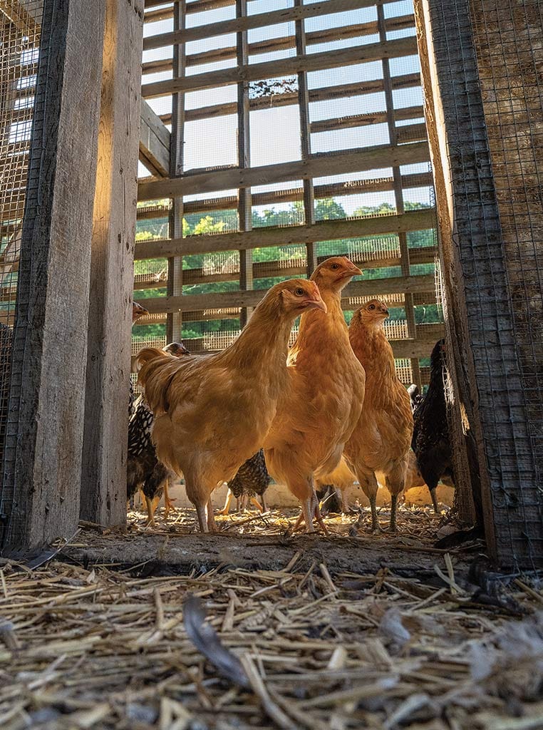 reddish golden chickens in a coop