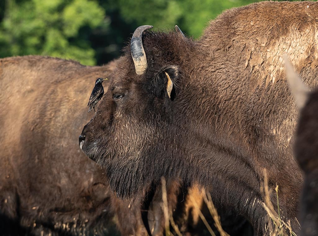 closeup of buffalo with bird sitting on top of its face